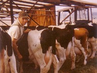 l29 - Willi-Grube-beim-Melken-1980